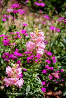 Yates0056
