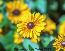 Yates0373