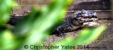 Yates9790