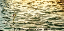 Yates9796
